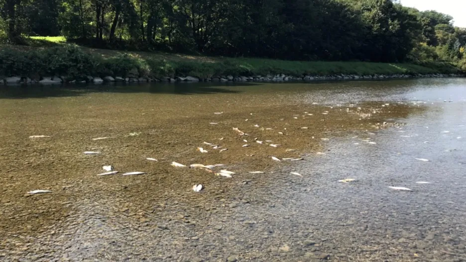 Otrávené ryby v řece Bečvě