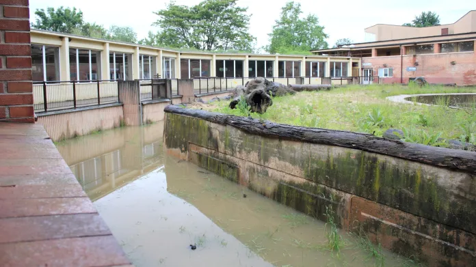Starý sloninec v zatopené pražské zoo