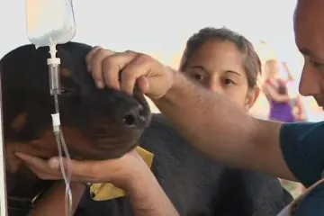 Chovatelé z kraje registrují své psy jako dárce krve