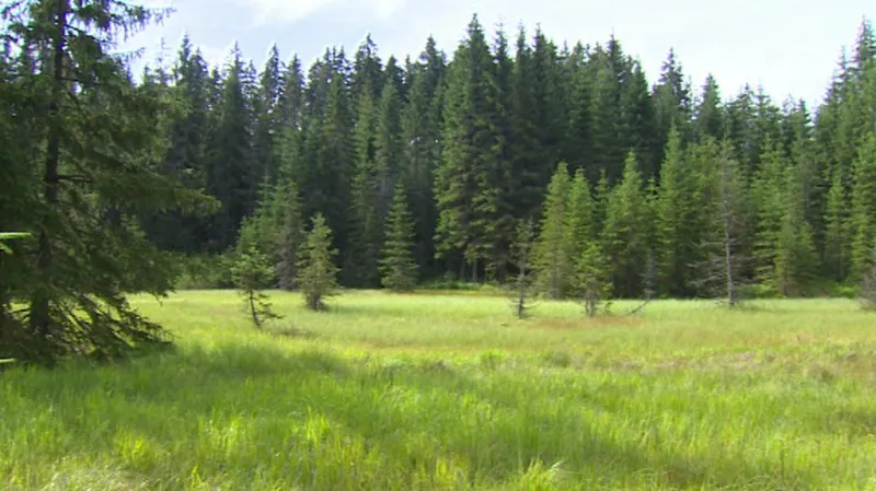 Rosenauerova nádrž