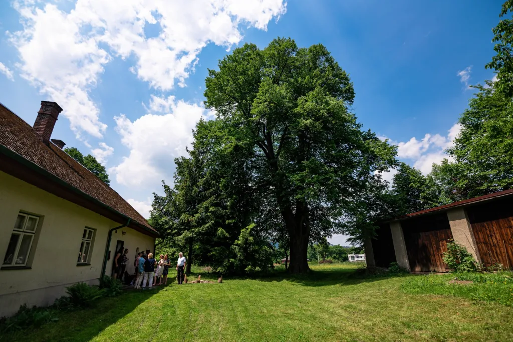 Novoveská lípa (Nová Ves) ční jako maják na úpatí moravskoslezských Beskyd. Již po celé generace chrání chaloupku se stodolou, která díky zatvrzelosti předků ustála tlak času a zachovala si ráz původních stavení. Lípu ohrožuje rozšiřování satelitní výstavby a také její velikost. Zčásti dutý kmen by potřeboval zpevnit, aby unesl korunu.