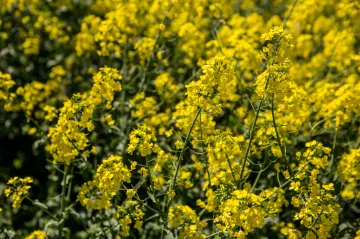 Bez řepky se prý neobejdeme. Vláda odmítá návrh poslanců na konec povinného využívání biopaliv