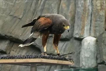 Havrani v Táboře hlučí jako továrna. Město proti nim nasadí americkou káni