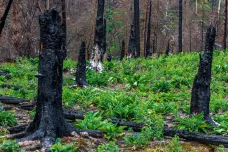 Spáleniště v Českém Švýcarsku obsazují břízy, les se obnovuje před očima, popsal expert