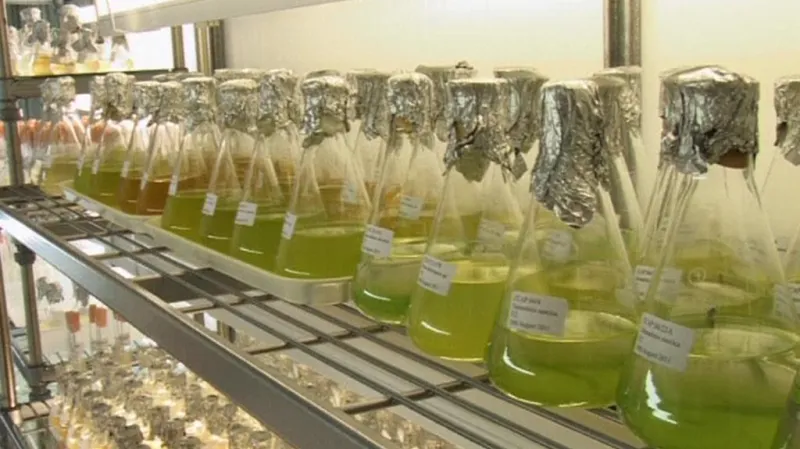 Výzkum mořských řas