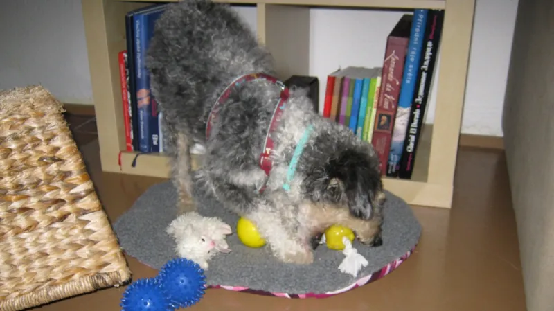 Voříšek Karel doma u své adoptivní paničky