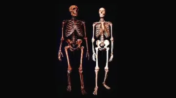 Porovnání kostry neandertálce a moderního člověka