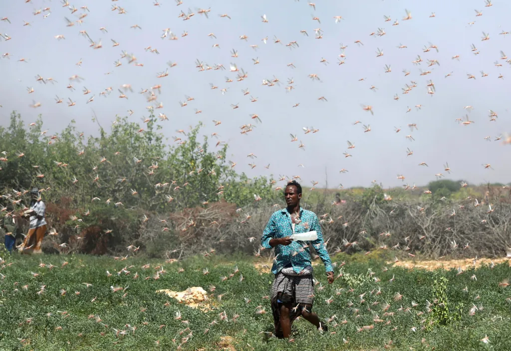 Africký roh pod tlakem sarančat