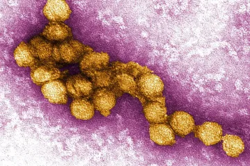 Západonilská horečka se stále víc šíří i ve střední Evropě. Vědci popsali příčiny