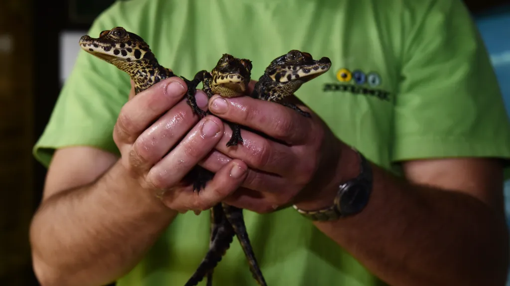V olomoucké zoo odchovali krokodýlí mláďata