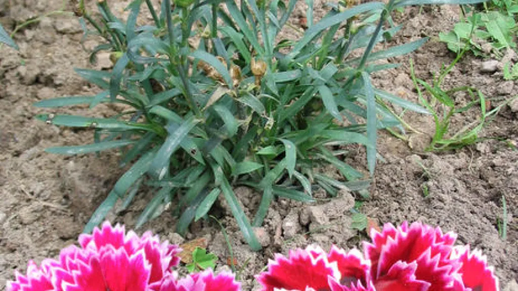 Květinou Dne matek je červený karafiát