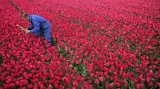 Farmář Piet Warmerdam vybírá žluté tulipány z pole červených květů, aby neznehodnotily zbytek úrody.