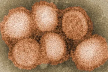 Virus ptačí chřipky H5N1 je dle studie asi lépe přizpůsobený člověku než jiné kmeny