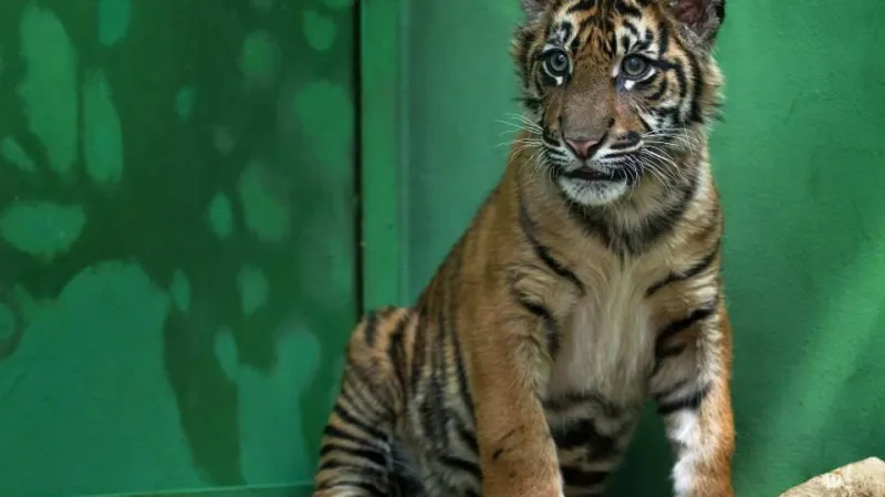 Pětiměsíční kotě tygra sumaterského