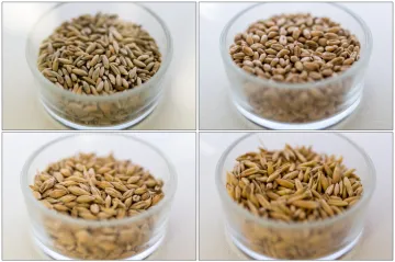 Olomoučtí vědci pomohli rozluštit dědičný kód žita. Pomůže k vyšlechtění odolnějších odrůd