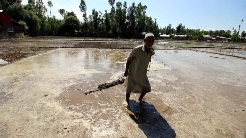 Zemědělství v Indii