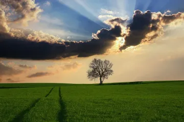 Jarní mrazíky budou ničit evropské stromy víc, předvídá výzkum