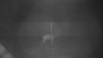 Zvířata, která zachytila fotopast na ekoduktu u Humpolce