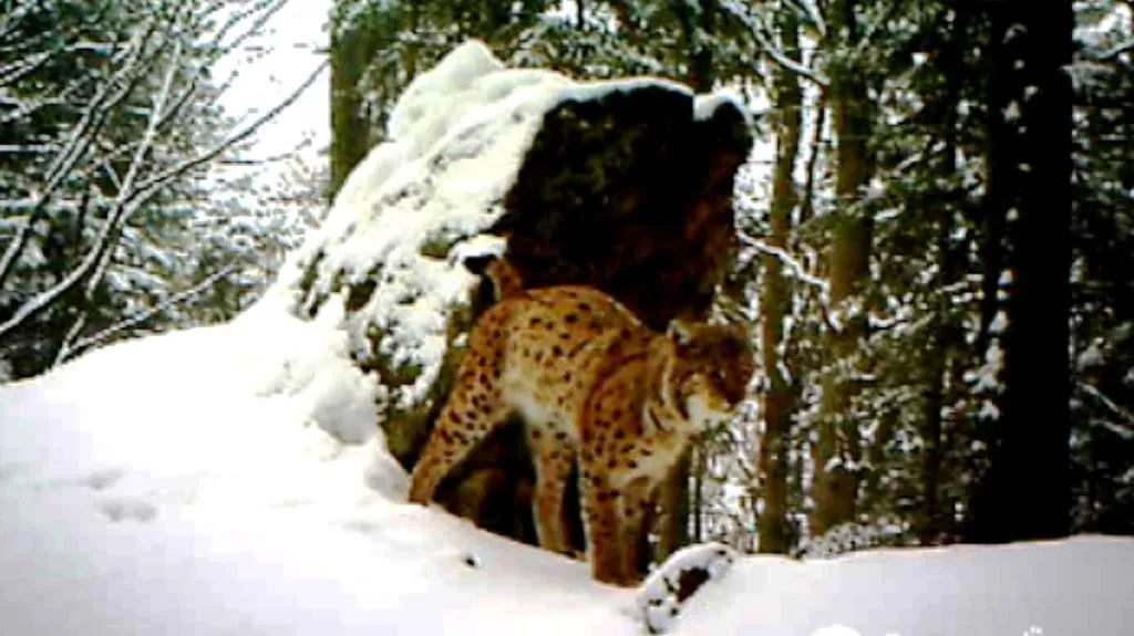 Rys ostrovid v Beskydech