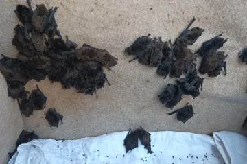 Netopýří zálety jsou letos podle ochránců extrémní, jen za srpen odchytili patnáct set jedinců