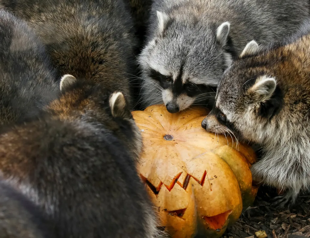Nejvíce si ale užili tyto svátky mývalové v kyjevské zoo, kteří s chutí zlikvidovali halloweenskou dýni