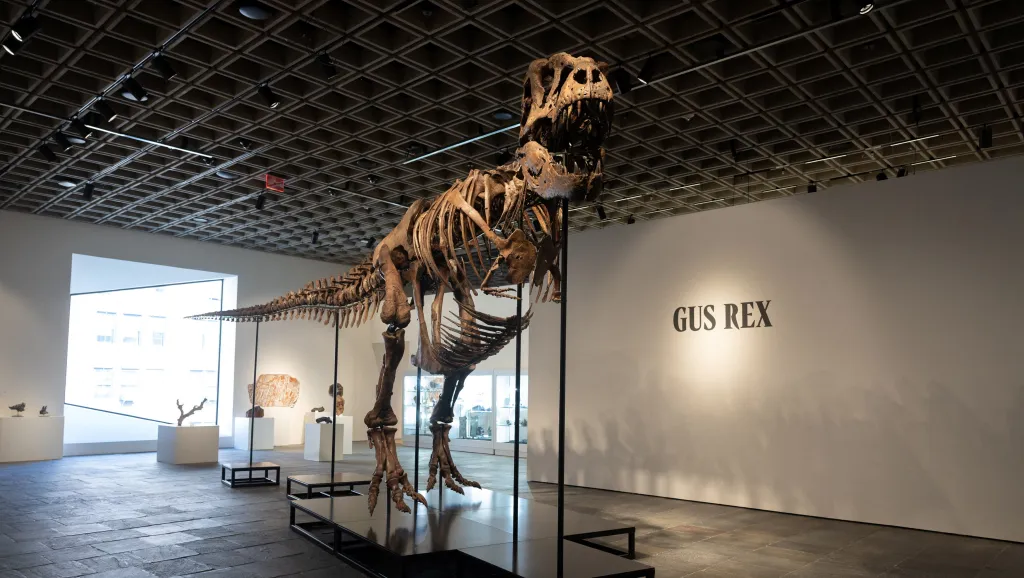 Kostra Tyrannosaura rexe řečeného Gus před dražbou v aukční síni Sotheby’s (1. července 2026)