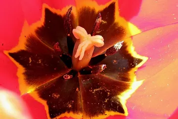 AVÍZO: Výstava fotografií „Evropané - Začínám“ na Peruci