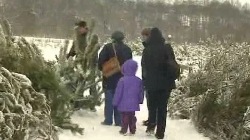 Výběr vánočního stromečku