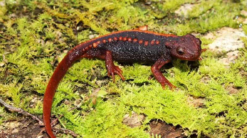 Tylototriton anguliceps