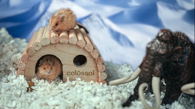 Geneticky upravené myšky s mamutí srstí