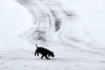 Očipovaní psi by byli lépe dohledatelní, říká ředitel útulku
