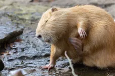 Ázerbájdžán je zaplavený nutriemi. Může za to ruský dobrodruh