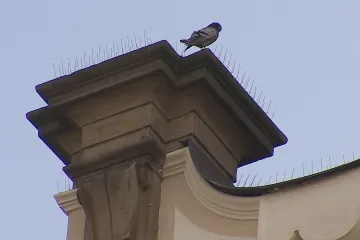 Holubí trus ničí památky. Stojí to statisíce