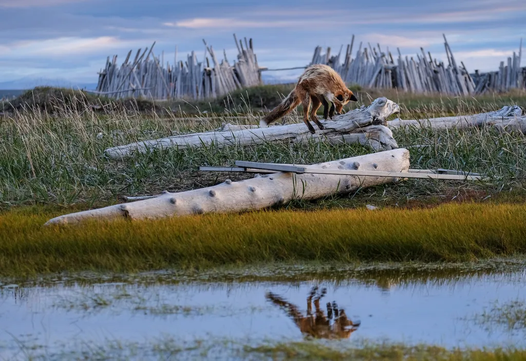 Vítězná studentská fotografie v kategorii Dynamické ekosystémy. Liška obecná (Vulpes vulpes) při lovu hrabošů a lumíků v kanadské Arktidě. Lišky umí vycítit, kdy se jejich kořist zahrabává do trávy nebo sněhu, a skočí na ni shora. Většina jejich loveckých pokusů je úspěšná.