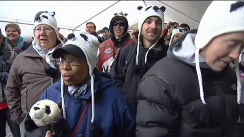 Malá panda se stala miláčkem Ameriky