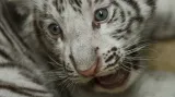 Mláďata bílých tygrů v Zoo Liberec
