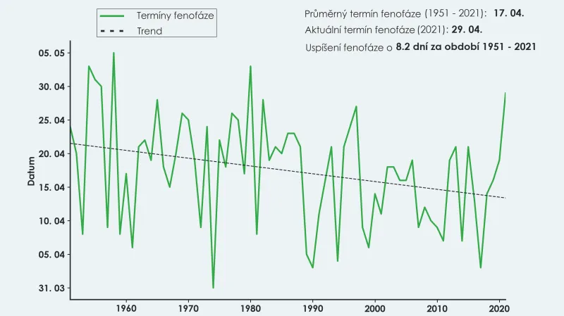 Posun dob kvetení u plicníku lékařského a lípy srdčité