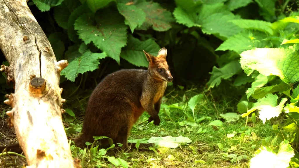 Australská expozice v plzeňské zoo