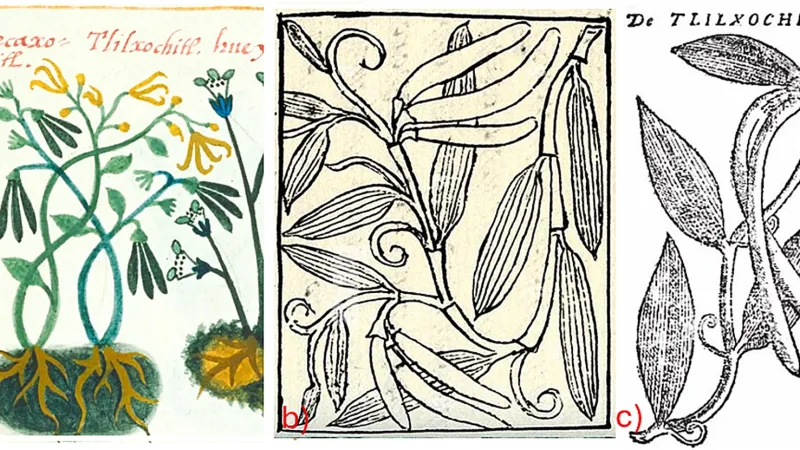 První historické zobrazení vanilky pochází z roku 1552, je v knize Libellus Medicinalibus Indorum Herbis