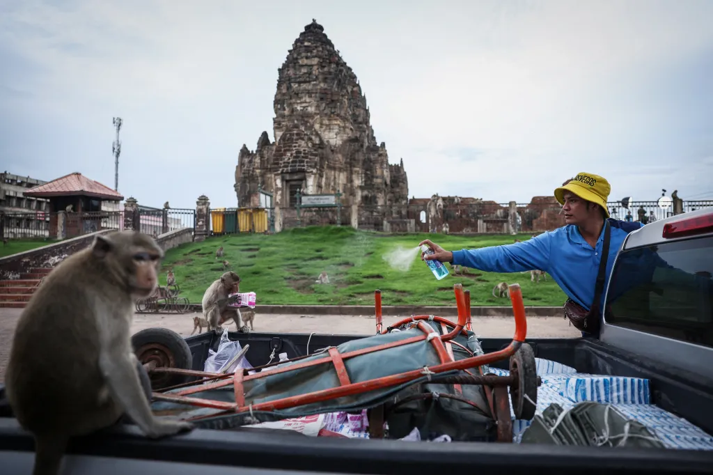 Dost opičím mániím v thajských městech! (No More Monkey Mania in Thai Town) – Muž sprejuje alkoholem dlouhoocasé makaky, ve snaze zabránit jim krást zboží poblíž chrámu Phra Prang Sam Yot, opičího „hotspotu“ v thajském Lopburi