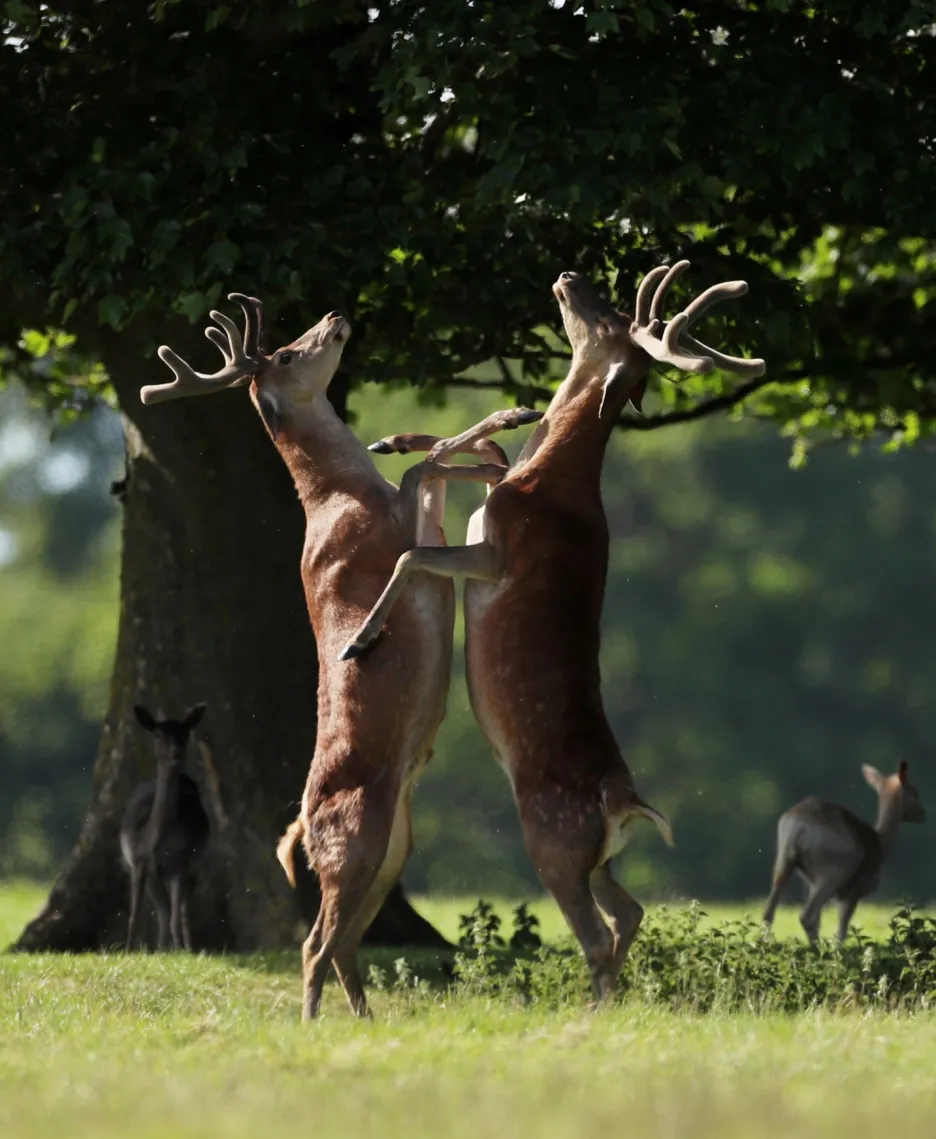 Fotograf zaznamenal souboj jelenů v parku u hradu Raby u města Darlington ve Velké Británii