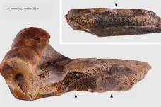 Archeologové našli kousek od českých hranic neandertálskou „továrnu na tuk“