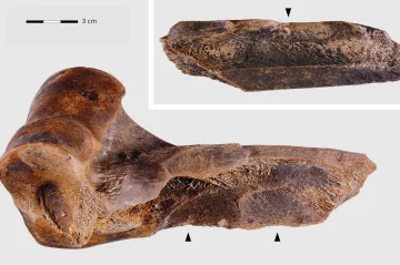 Archeologové našli kousek od českých hranic neandertálskou „továrnu na tuk“