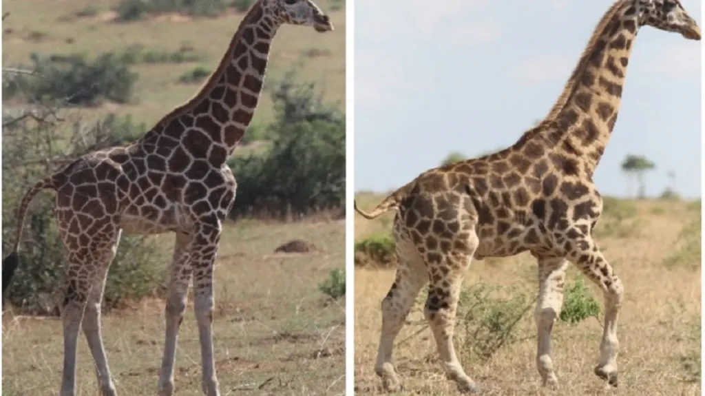 Srovnání normální a zakrslé žirafy