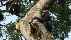 Šimpanzi a gorily na jednom stromě