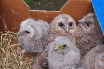 Vítr shazoval hnízda. Záchranné stanice pro ptáky hlásí plno