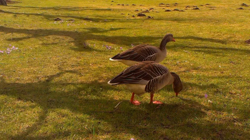 Zahrady zámku Moritzburg