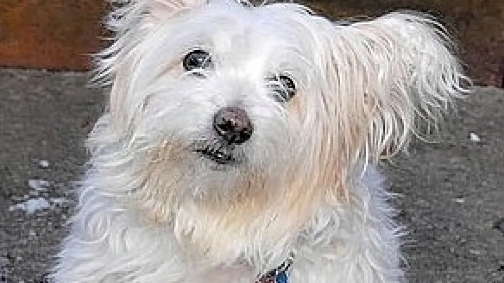 Okradený newyorský psík