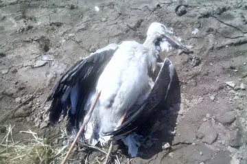 Dva čápy na Opavsku zabil jed, který se používá na hubení hrabošů