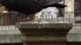 Holubi znečišťují centrum Karlových Varů